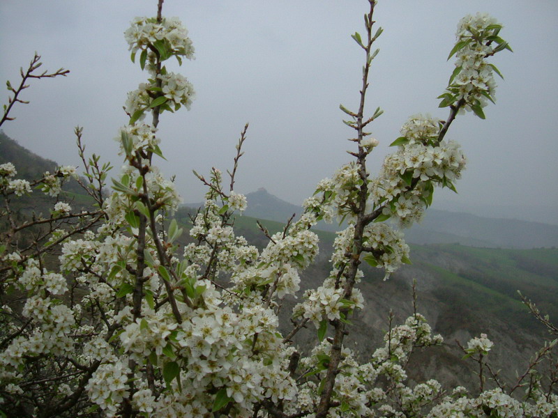 Pyrus spinosa